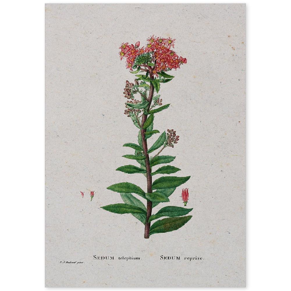 nacnic Lámina de Naturaleza Acuarela Pierre-Joseph Redouté