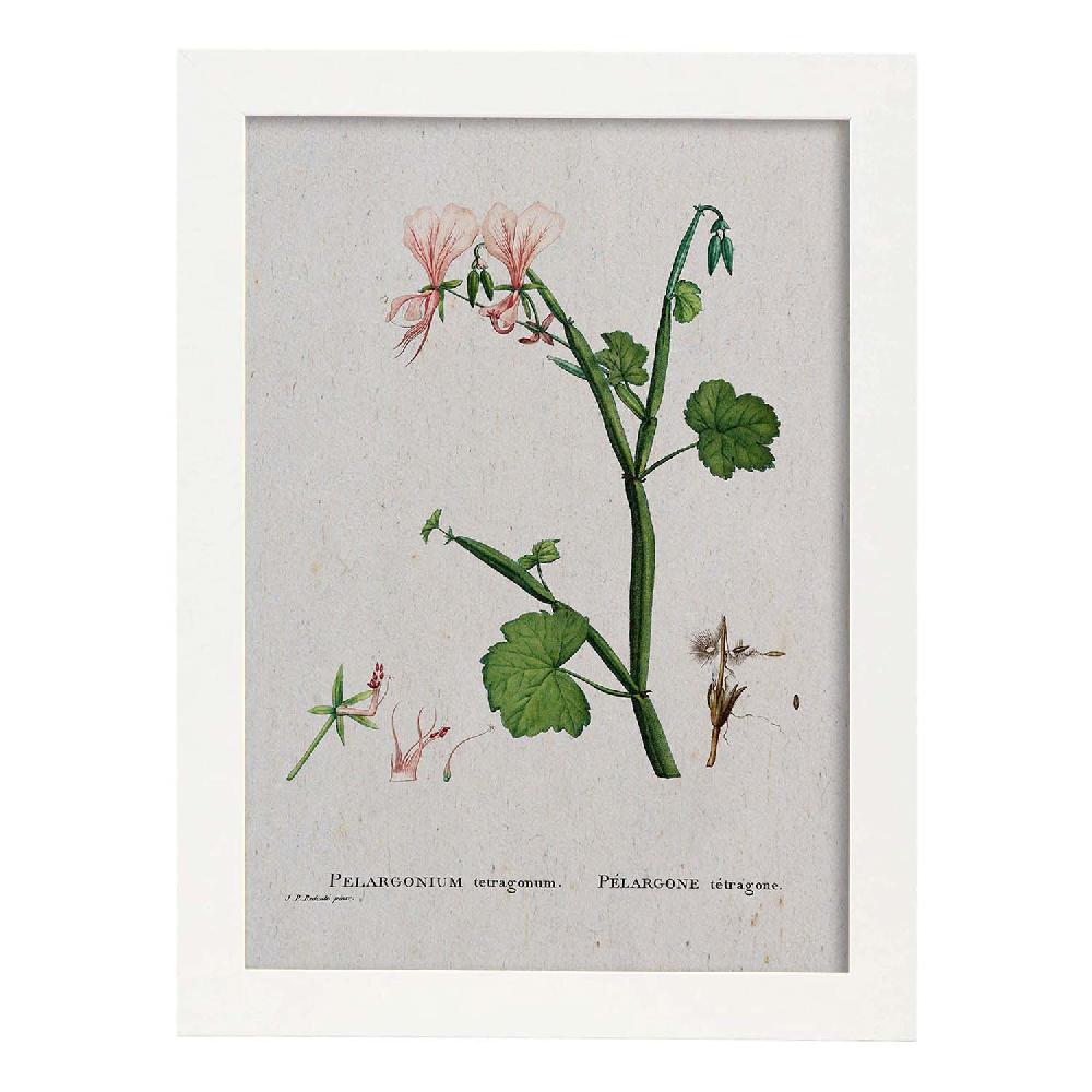 Nacnic Lámina De Naturaleza Acuarela Pierre-Joseph Redouté
