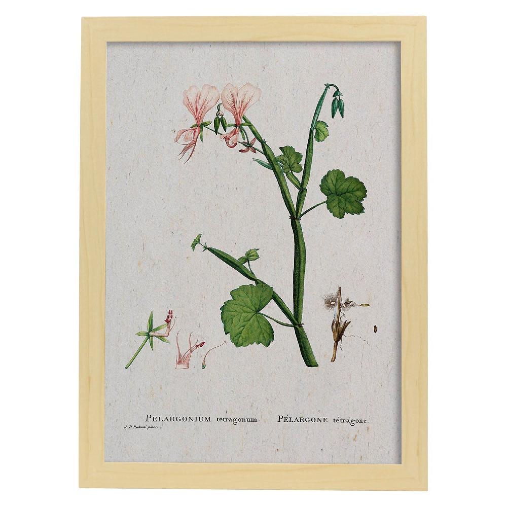 Nacnic Lámina De Naturaleza Acuarela Pierre-Joseph Redouté