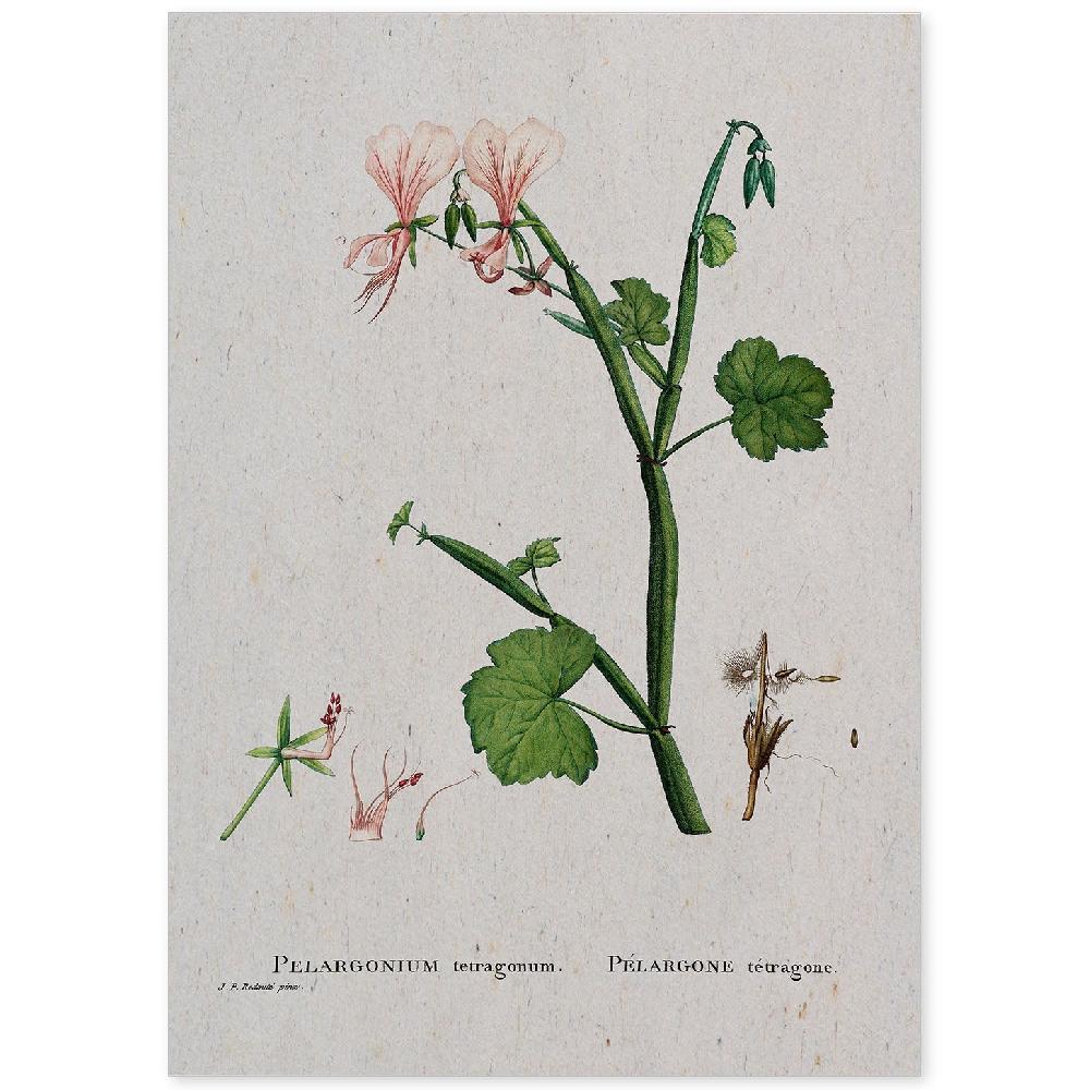 nacnic Lámina de Naturaleza Acuarela Pierre-Joseph Redouté