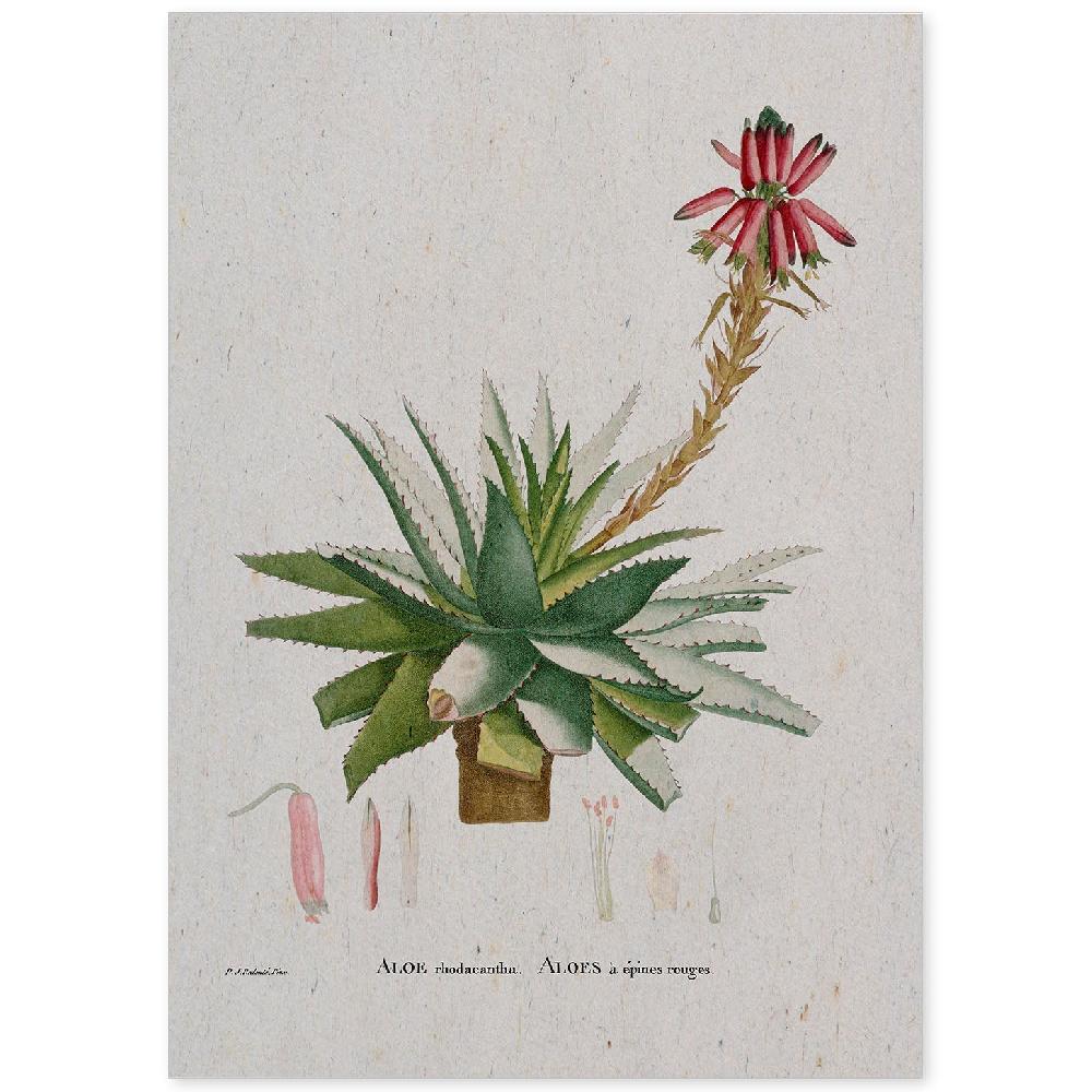 nacnic Lámina de Naturaleza Acuarela Pierre-Joseph Redouté