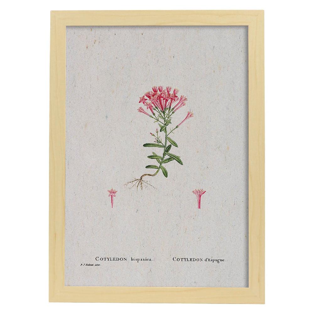Nacnic Lámina De Naturaleza Acuarela Pierre-Joseph Redouté