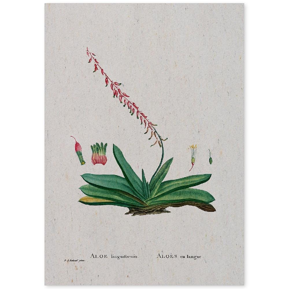 nacnic Lámina de Naturaleza Acuarela Pierre-Joseph Redouté