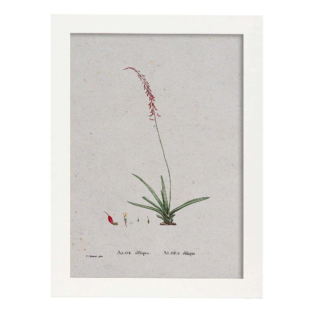 Nacnic Lámina De Naturaleza Acuarela Pierre-Joseph Redouté