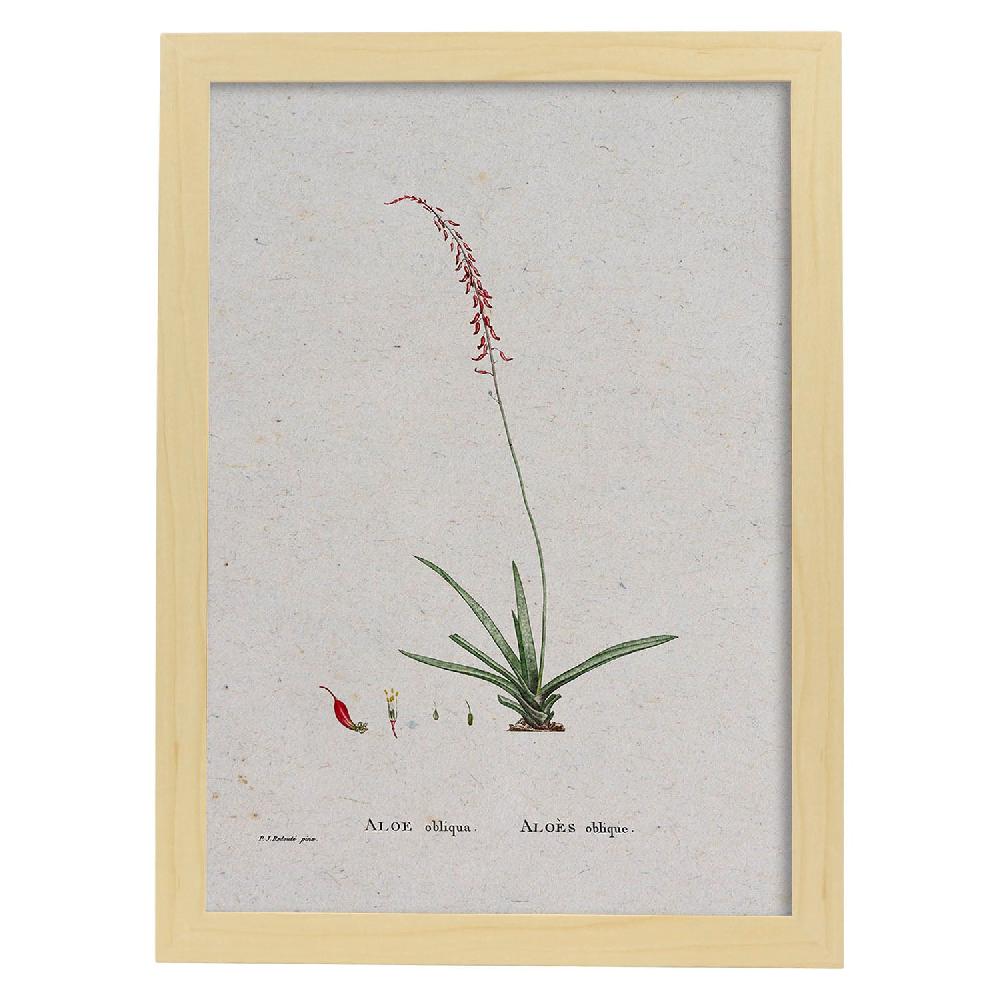 Nacnic Lámina De Naturaleza Acuarela Pierre-Joseph Redouté