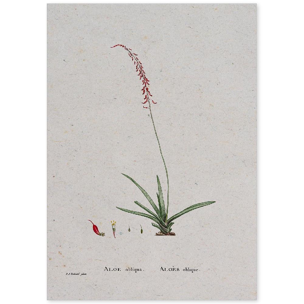 nacnic Lámina de Naturaleza Acuarela Pierre-Joseph Redouté