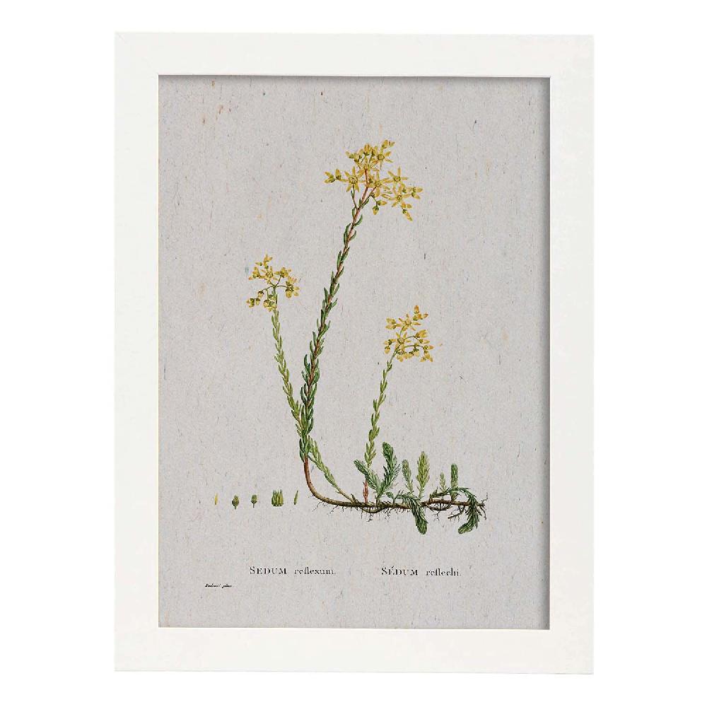 Nacnic Lámina De Naturaleza Acuarela Pierre-Joseph Redouté