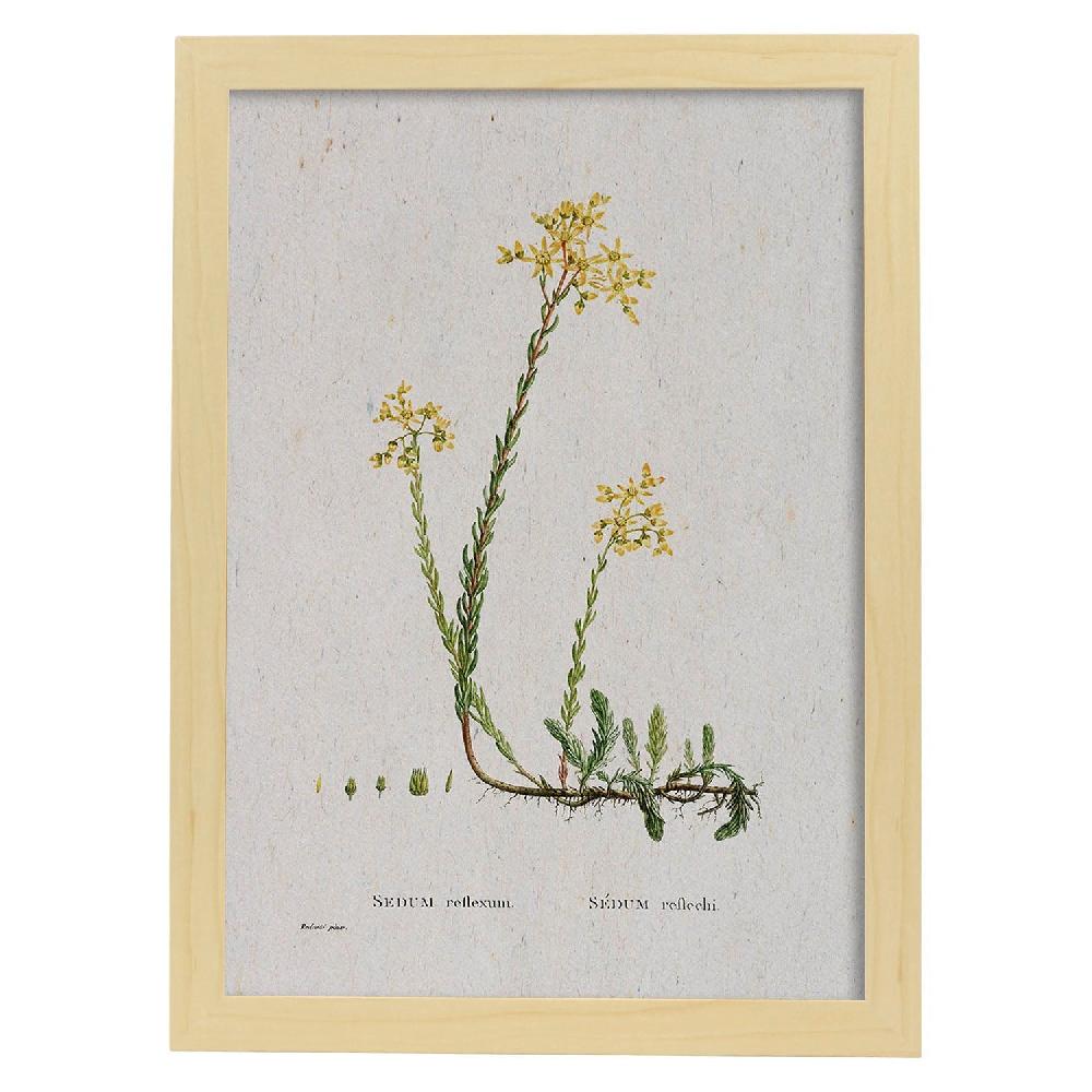 Nacnic Lámina De Naturaleza Acuarela Pierre-Joseph Redouté