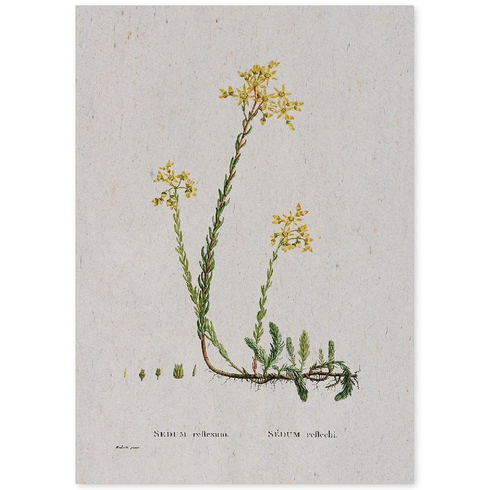 nacnic Lámina de Naturaleza Acuarela Pierre-Joseph Redouté
