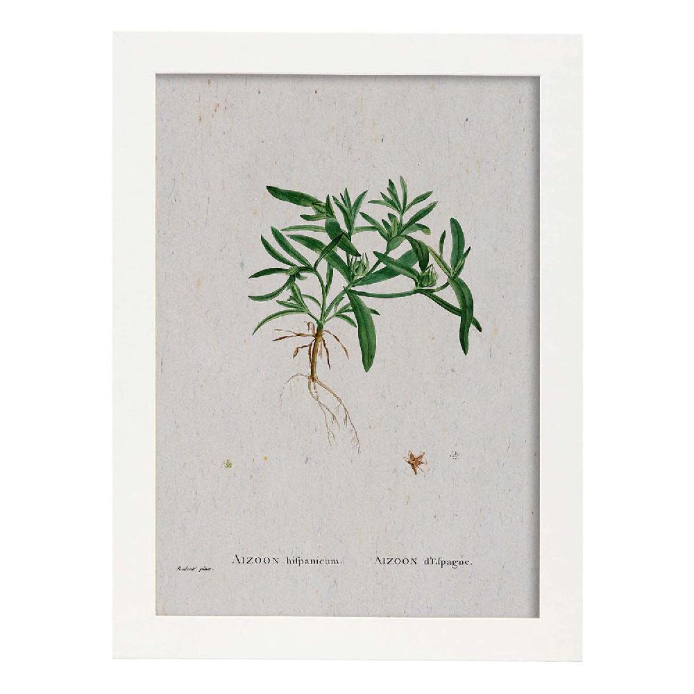 Nacnic Lámina De Naturaleza Acuarela Pierre-Joseph Redouté