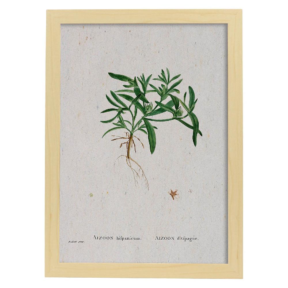 Nacnic Lámina De Naturaleza Acuarela Pierre-Joseph Redouté