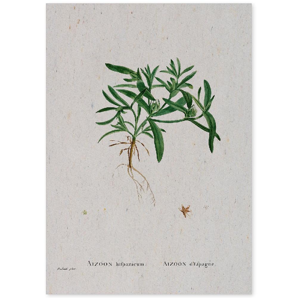 nacnic Lámina de Naturaleza Acuarela Pierre-Joseph Redouté