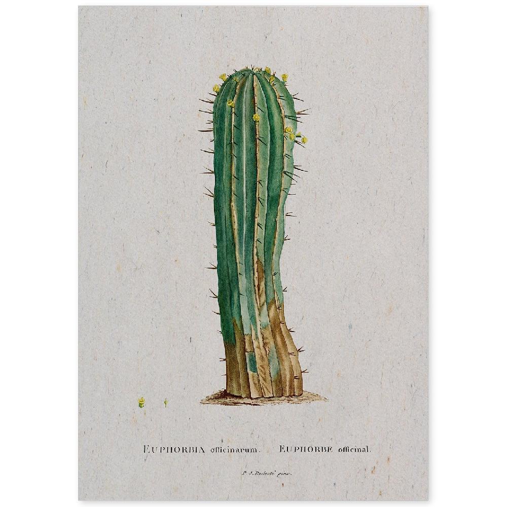 nacnic Lámina de Naturaleza Acuarela Pierre-Joseph Redouté