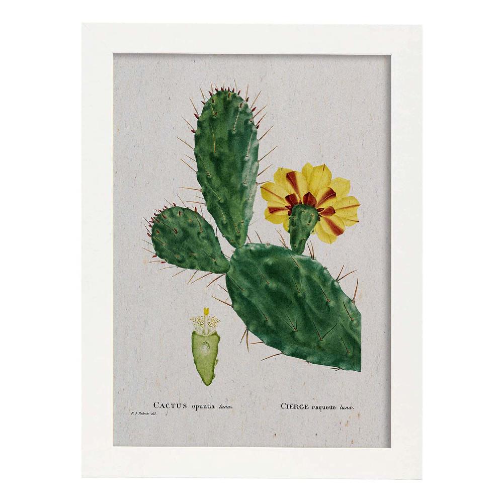 Nacnic Lámina De Naturaleza Acuarela Por Pierre-Joseph Redouté