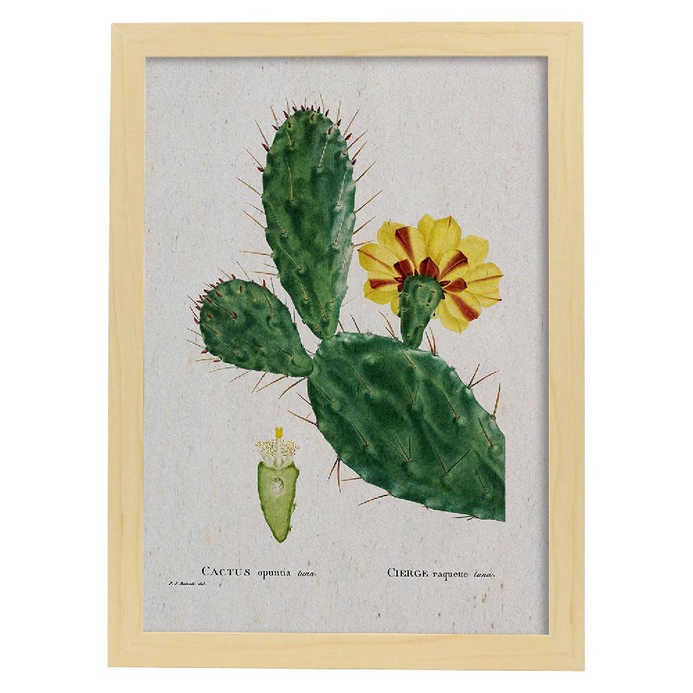 Nacnic Lámina De Naturaleza Acuarela Por Pierre-Joseph Redouté