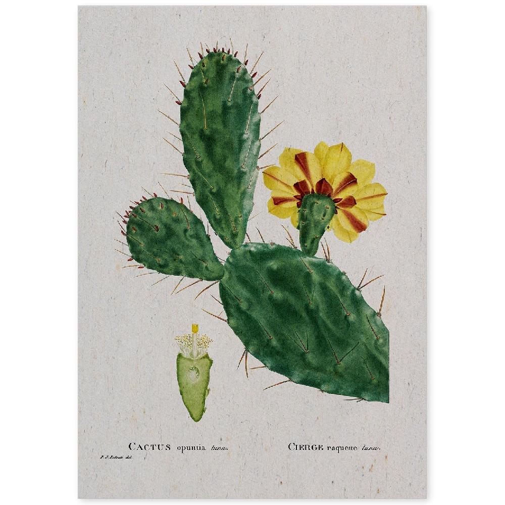 nacnic Lámina de Naturaleza Acuarela por Pierre-Joseph Redouté