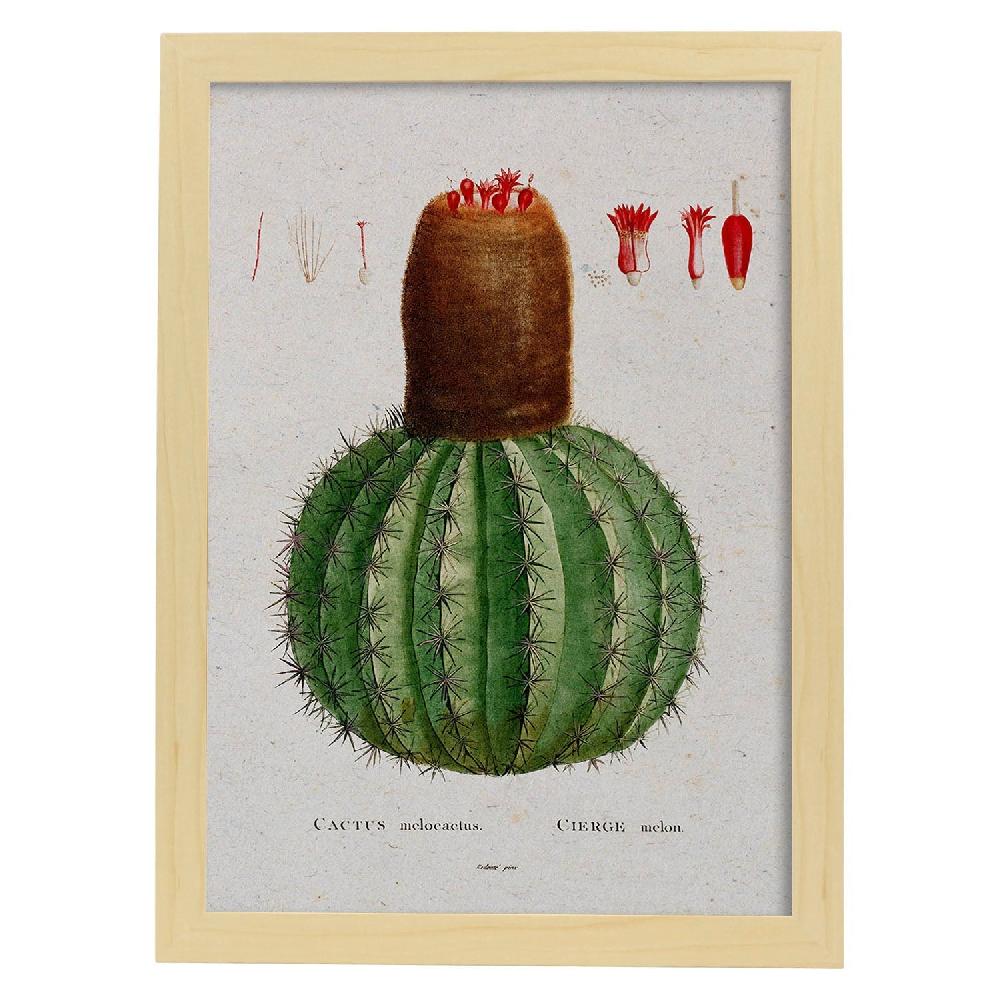 Nacnic Lámina De Naturaleza En Acuarela De Pierre-Joseph Redouté