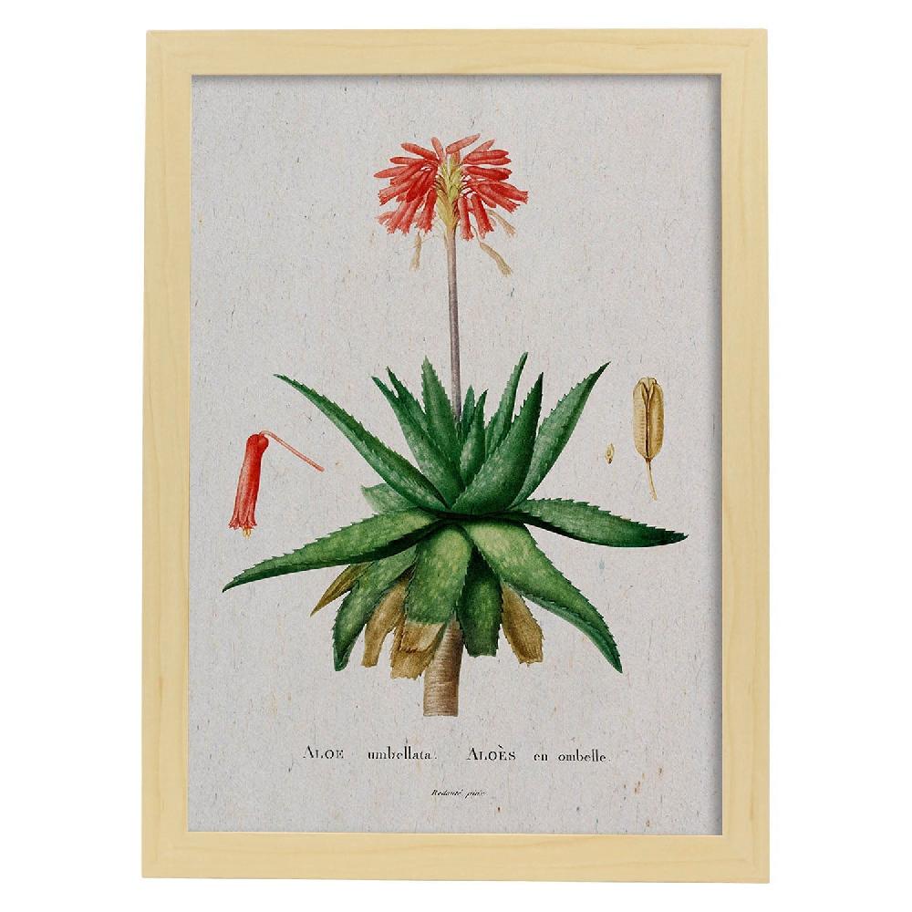 Nacnic Lámina De Naturaleza En Acuarela De Pierre-Joseph Redouté