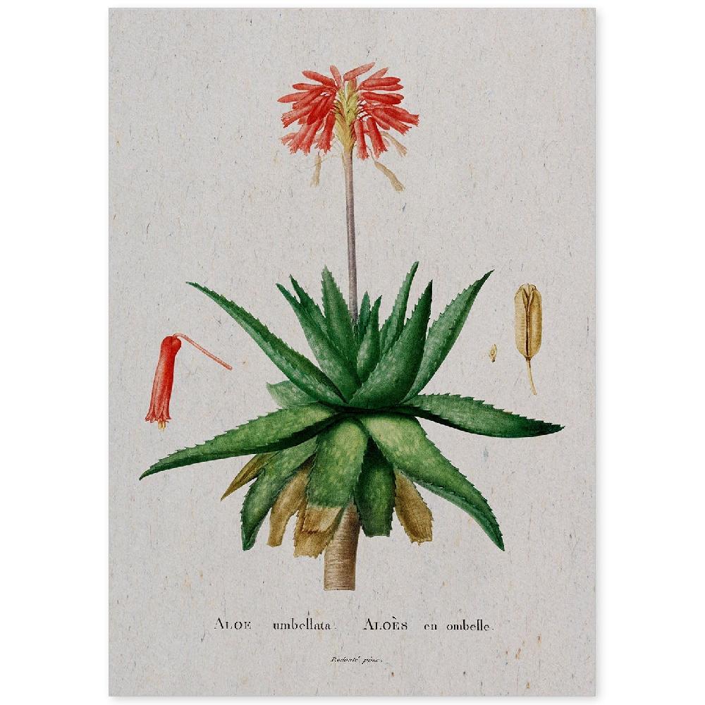nacnic Lámina de Naturaleza en Acuarela de Pierre-Joseph Redouté