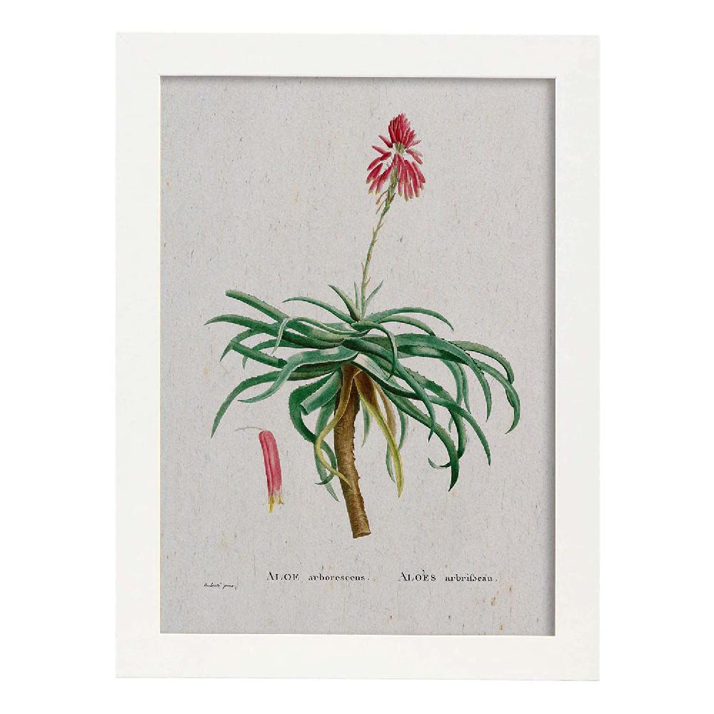 Nacnic Lámina De Naturaleza En Acuarela De Pierre-Joseph Redouté