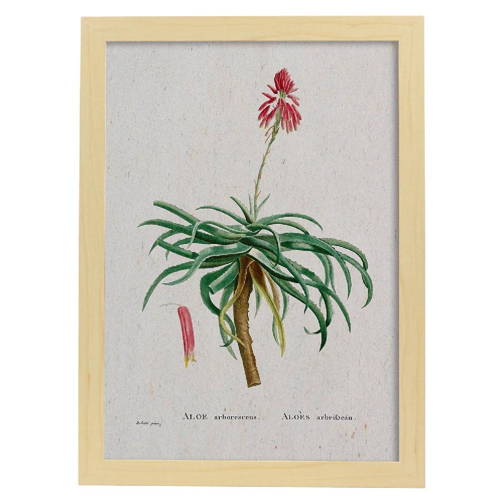 Nacnic Lámina De Naturaleza En Acuarela De Pierre-Joseph Redouté