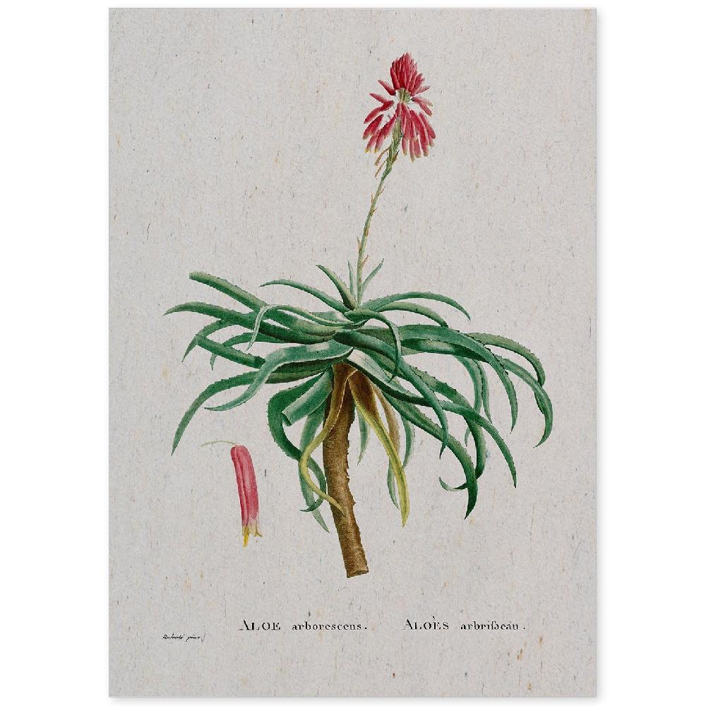 nacnic Lámina de Naturaleza en Acuarela de Pierre-Joseph Redouté