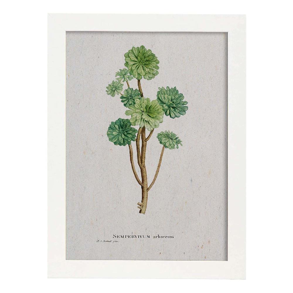 Nacnic Lámina De Naturaleza En Acuarela De Pierre-Joseph Redouté