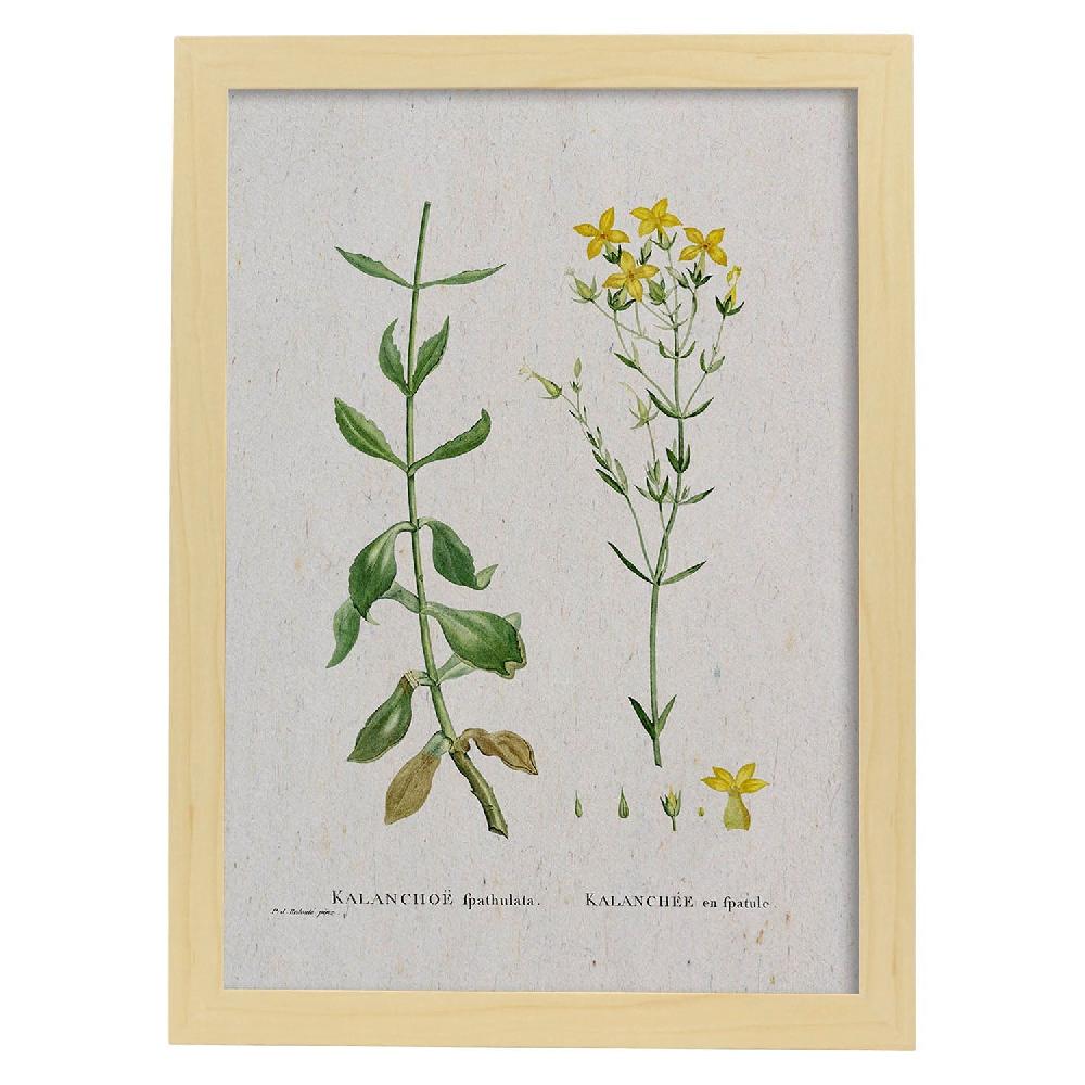 Nacnic Lámina De Naturaleza En Acuarela De Pierre-Joseph Redouté