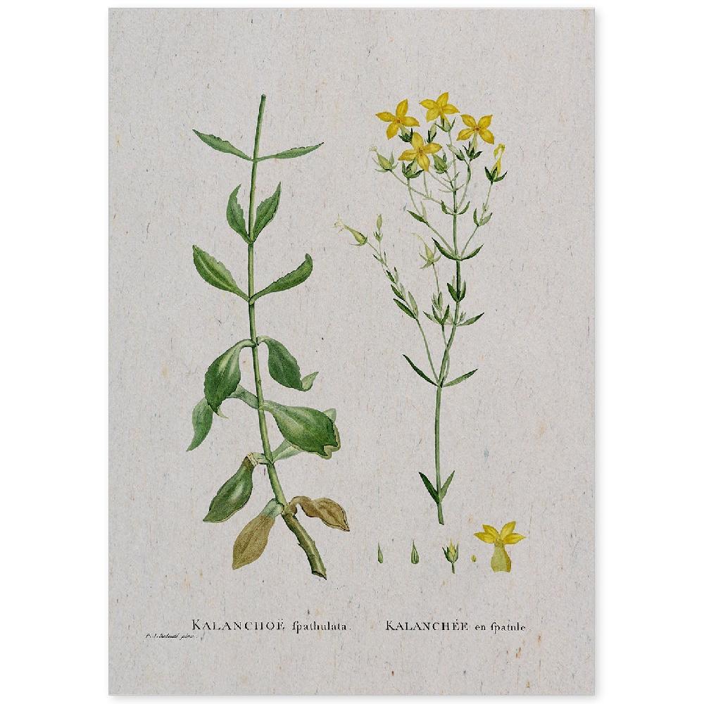 nacnic Lámina de Naturaleza en Acuarela de Pierre-Joseph Redouté