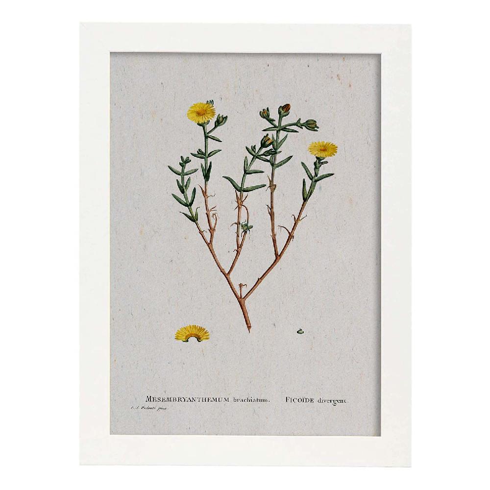 Nacnic Lámina De Naturaleza En Acuarela De Pierre-Joseph Redouté