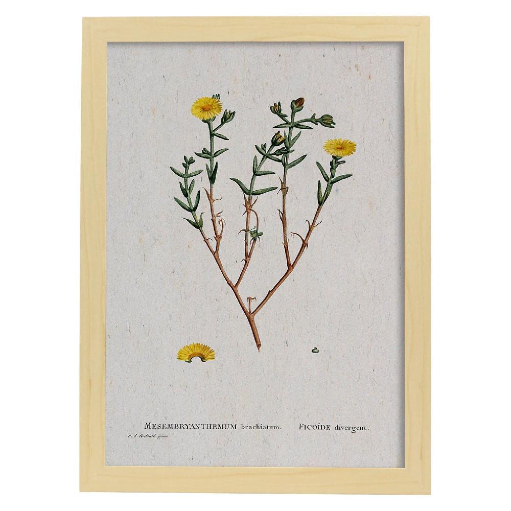 Nacnic Lámina De Naturaleza En Acuarela De Pierre-Joseph Redouté