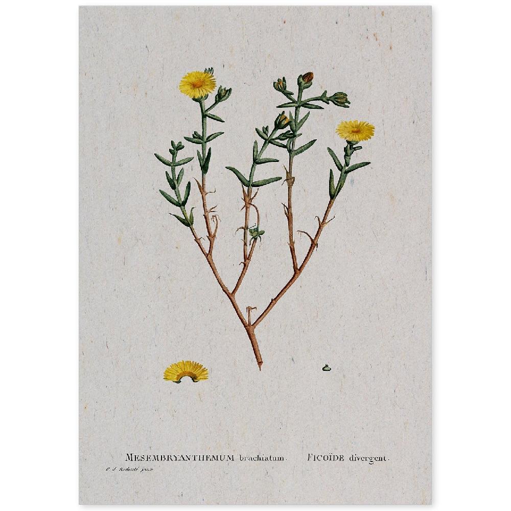 nacnic Lámina de Naturaleza en Acuarela de Pierre-Joseph Redouté