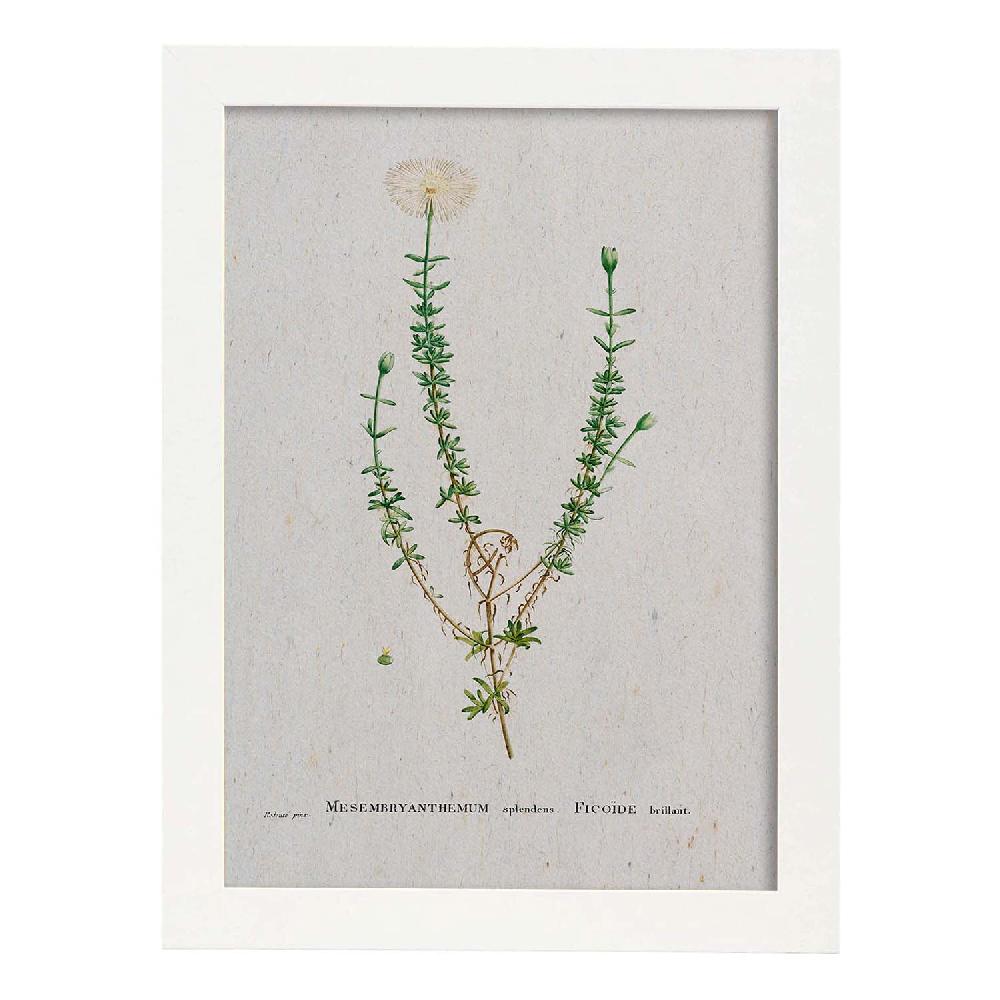 Nacnic Lámina De Naturaleza En Acuarela De Pierre-Joseph Redouté