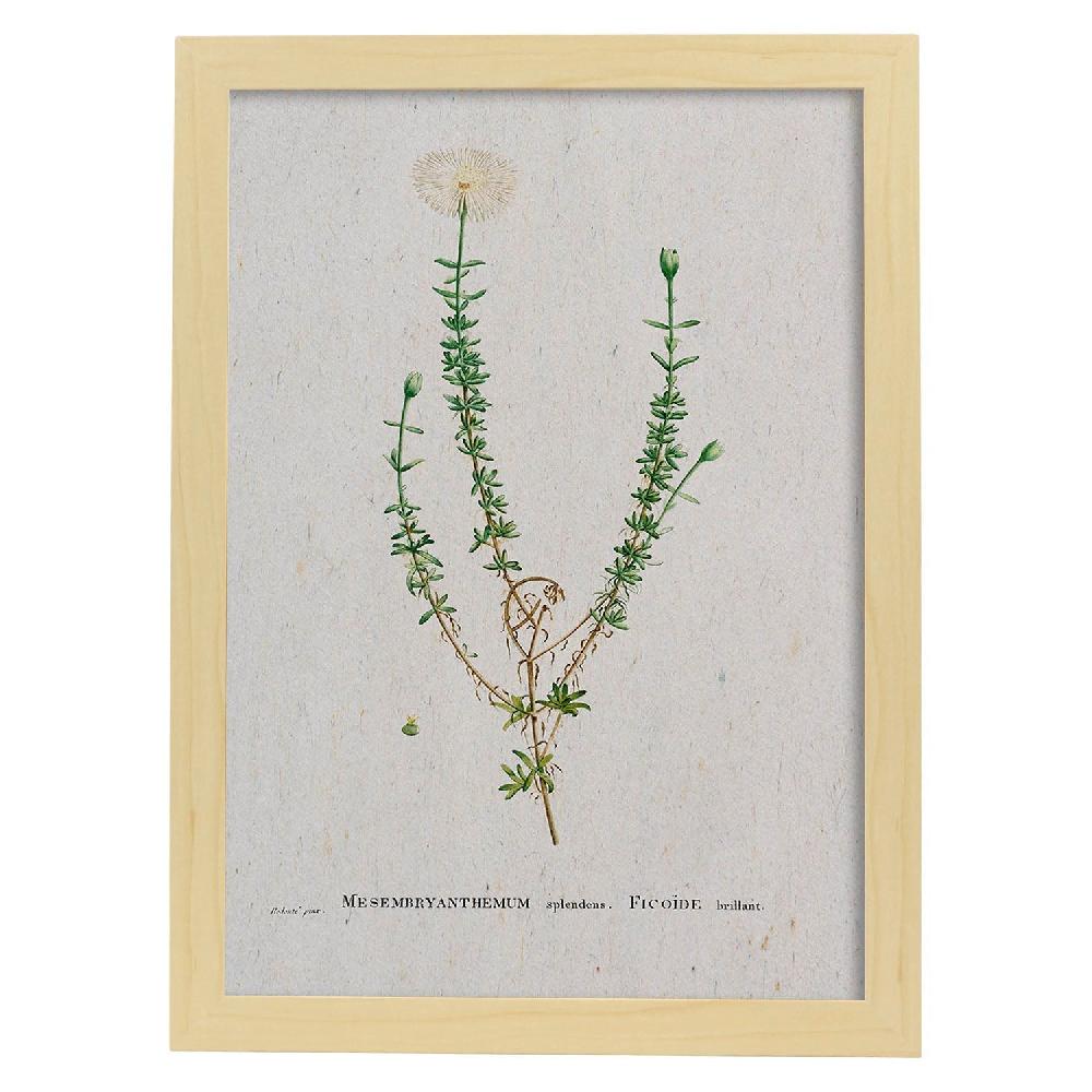Nacnic Lámina De Naturaleza En Acuarela De Pierre-Joseph Redouté