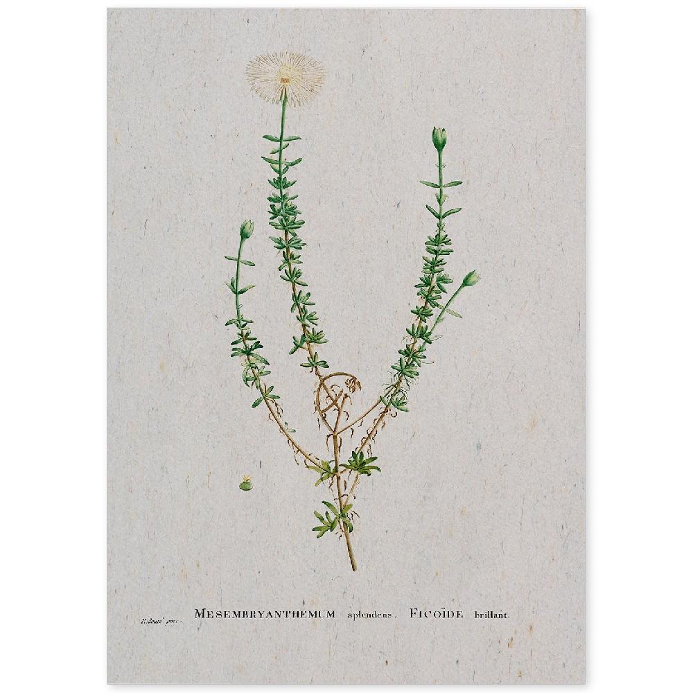 nacnic Lámina de Naturaleza en Acuarela de Pierre-Joseph Redouté