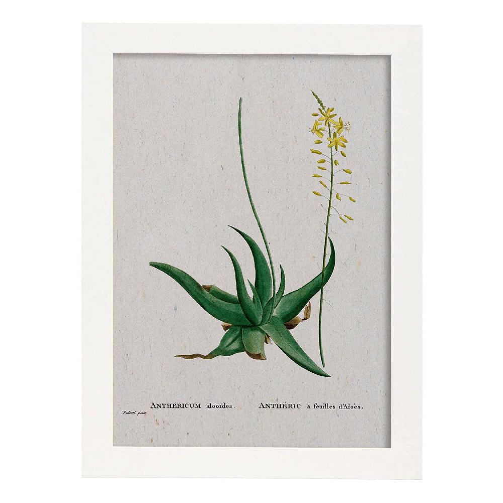 Nacnic Lámina De Naturaleza En Acuarela De Pierre-Joseph Redouté