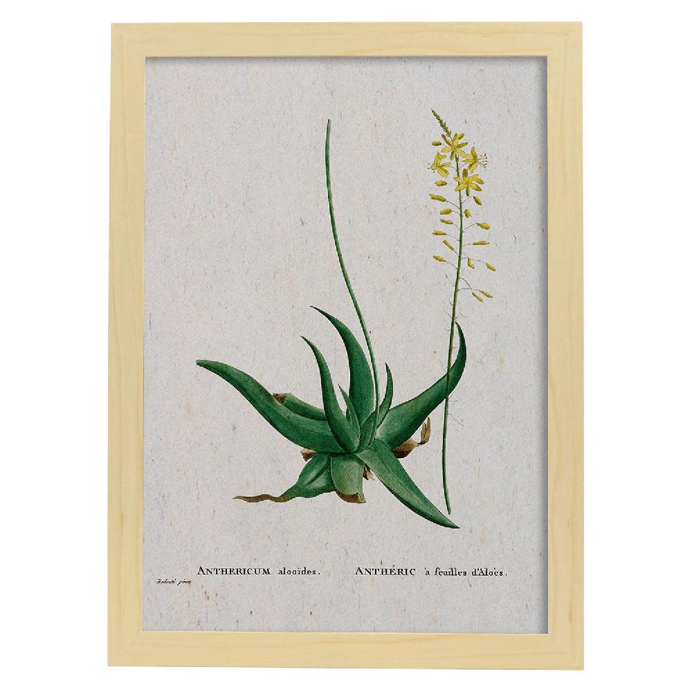 Nacnic Lámina De Naturaleza En Acuarela De Pierre-Joseph Redouté