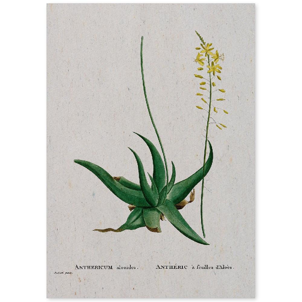 nacnic Lámina de Naturaleza en Acuarela de Pierre-Joseph Redouté