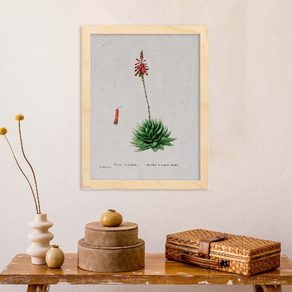 Nacnic Lámina De Naturaleza En Acuarela De Pierre-Joseph Redouté