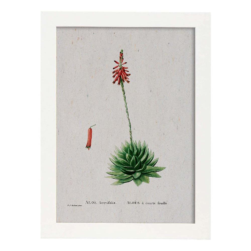 Nacnic Lámina De Naturaleza En Acuarela De Pierre-Joseph Redouté