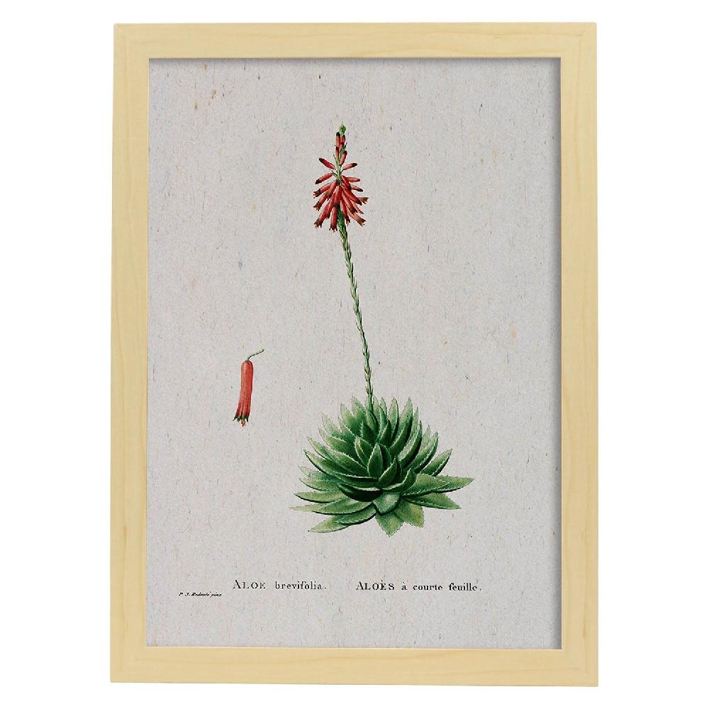 Nacnic Lámina De Naturaleza En Acuarela De Pierre-Joseph Redouté