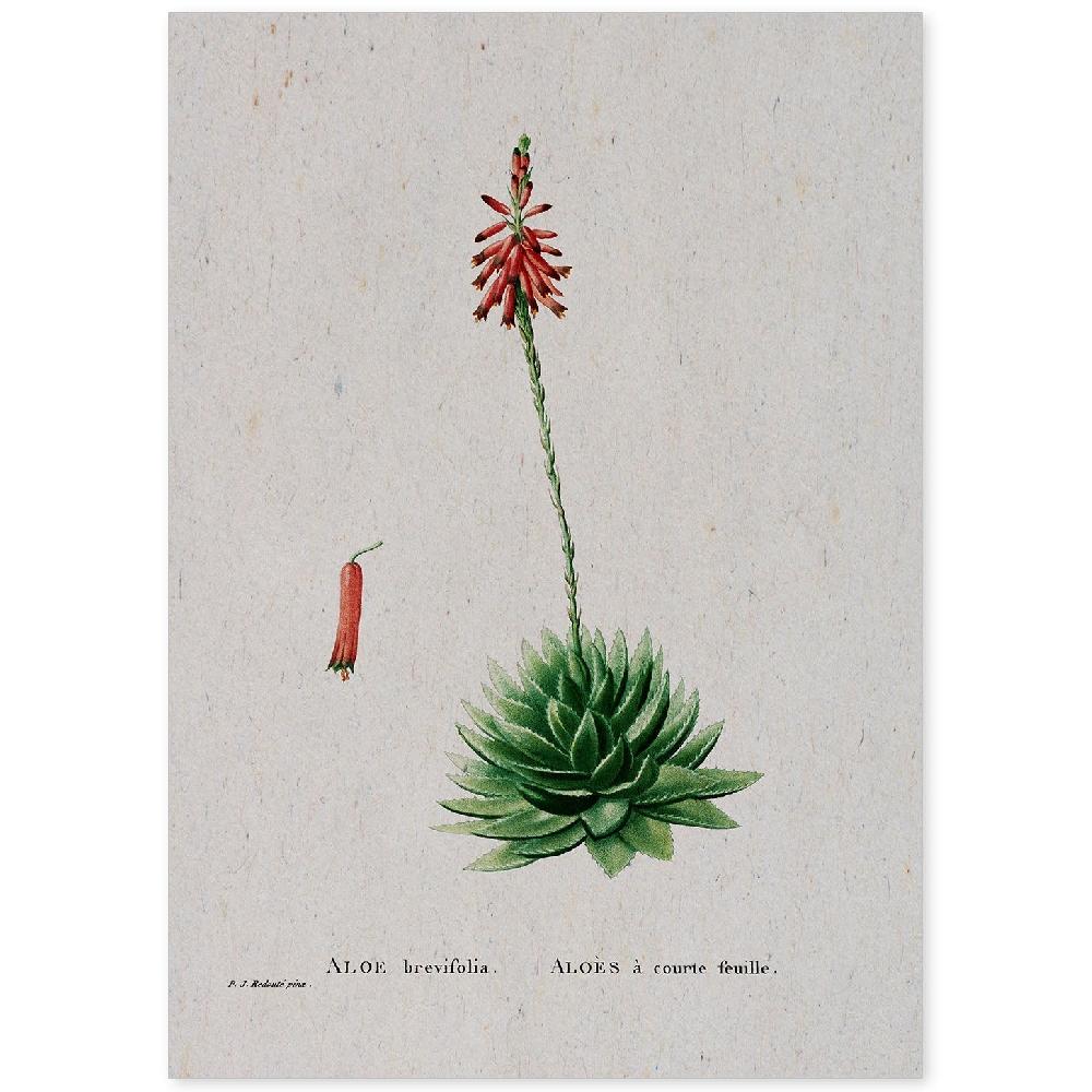 nacnic Lámina de Naturaleza en Acuarela de Pierre-Joseph Redouté