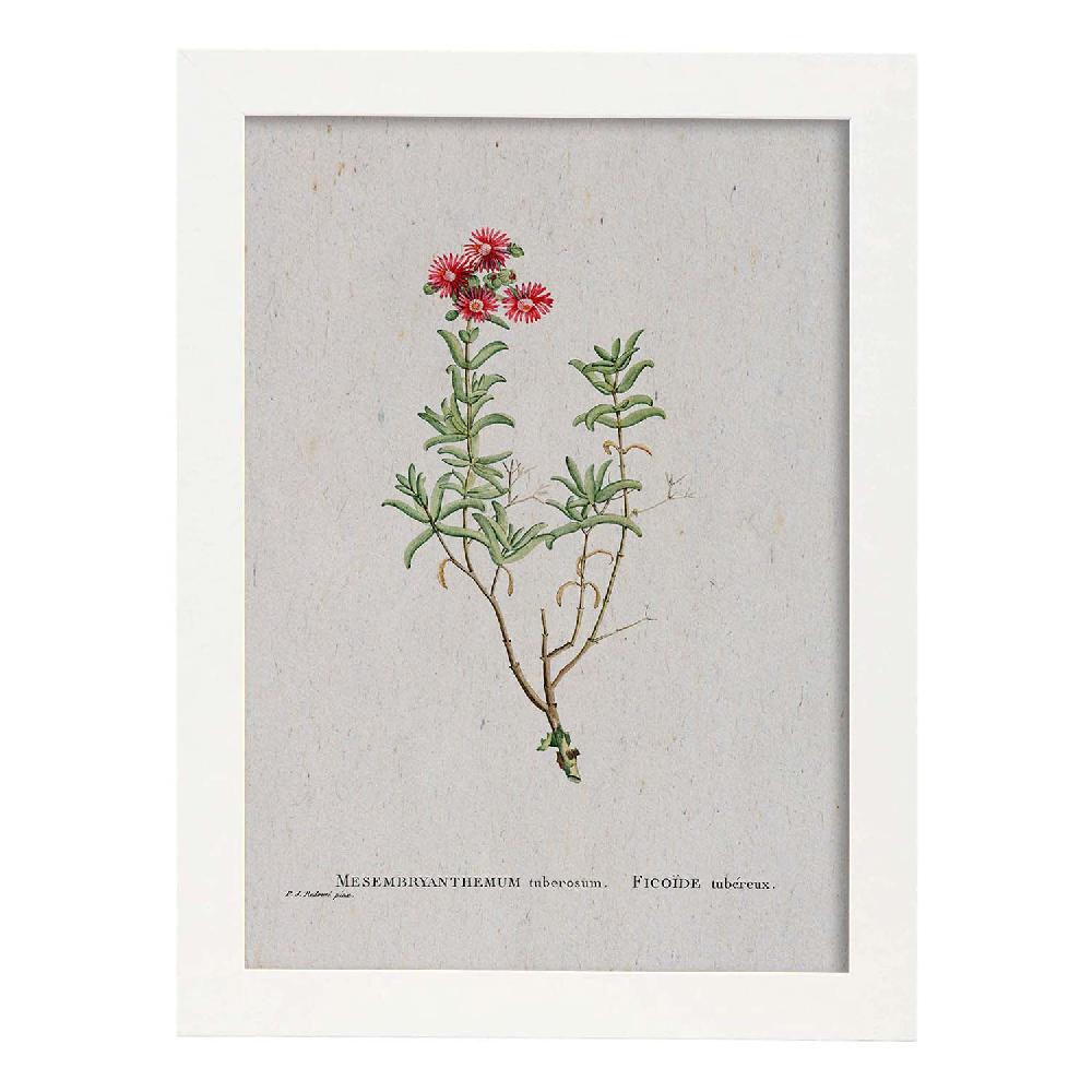 Nacnic Lámina De Naturaleza En Acuarela De Pierre-Joseph Redouté