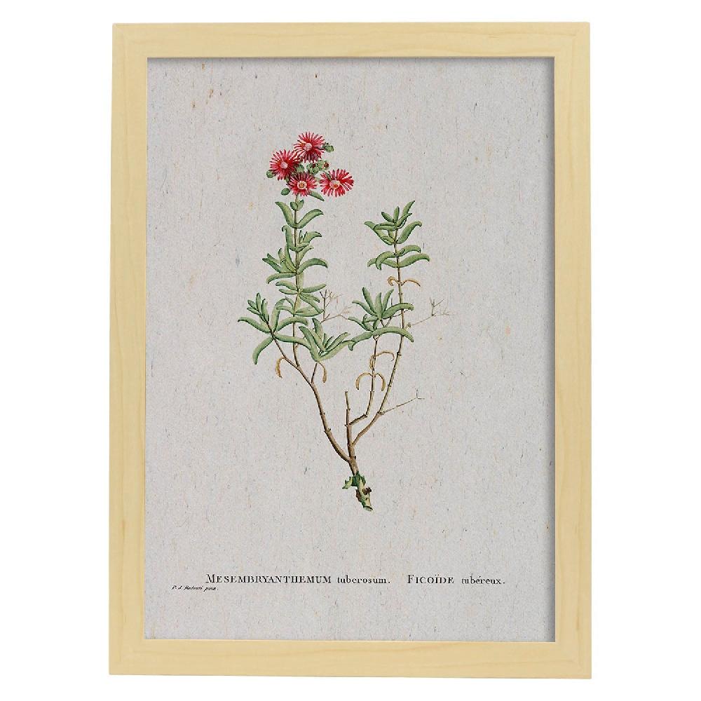 Nacnic Lámina De Naturaleza En Acuarela De Pierre-Joseph Redouté