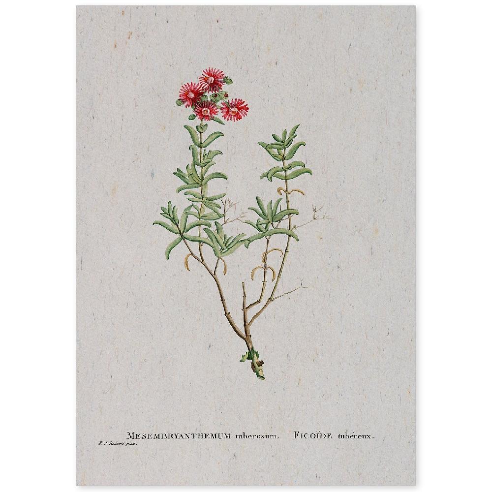 nacnic Lámina de Naturaleza en Acuarela de Pierre-Joseph Redouté
