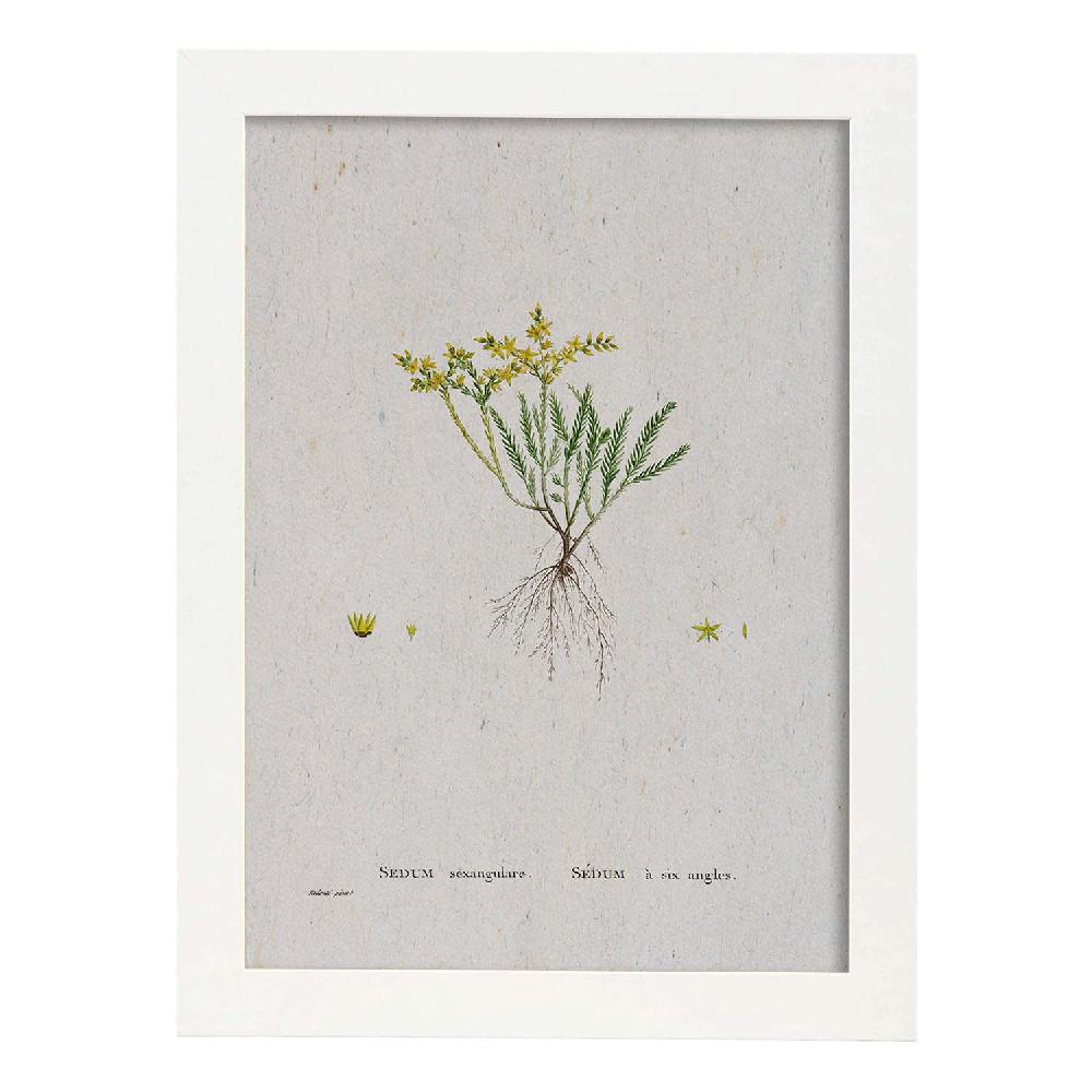 Nacnic Lámina De Naturaleza En Acuarela De Pierre-Joseph Redouté