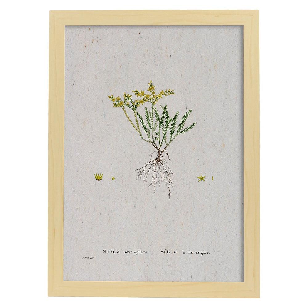 Nacnic Lámina De Naturaleza En Acuarela De Pierre-Joseph Redouté