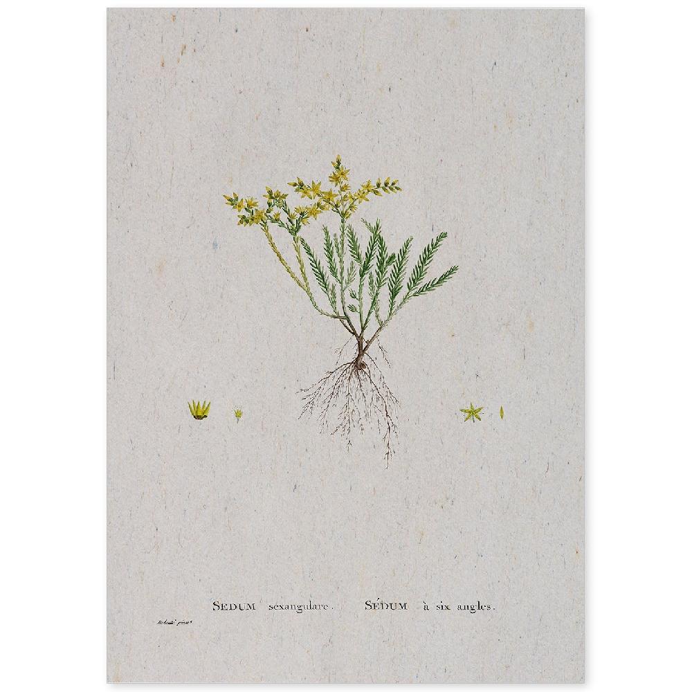 nacnic Lámina de Naturaleza en Acuarela de Pierre-Joseph Redouté