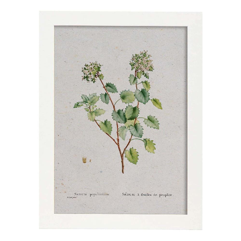 Nacnic Lámina De Naturaleza En Acuarela De Pierre-Joseph Redouté