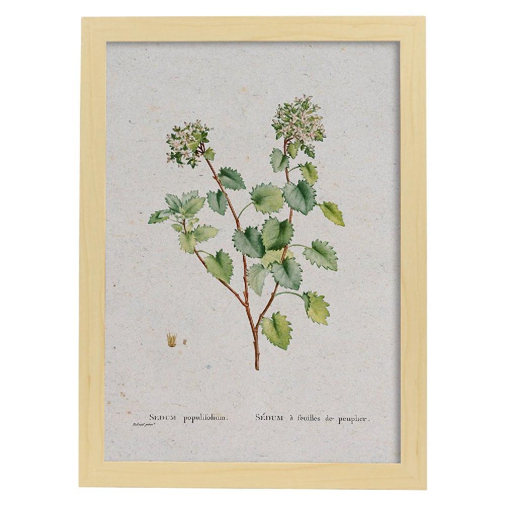 Nacnic Lámina De Naturaleza En Acuarela De Pierre-Joseph Redouté